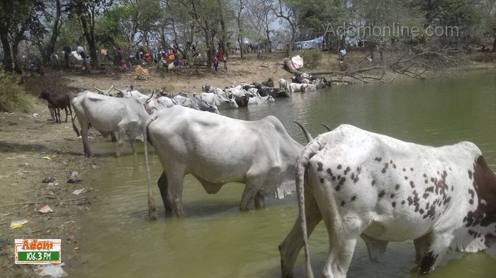 PHOTOS: Atebubu residents and animals battle for drinking water -  