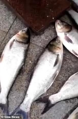  Chinese school awards 30 best students with fresh fish for doing well in exams (Photos)