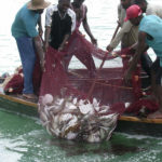 Fish crisis at Tema Harbour: Only 4 of 76 commercial fishing vessels functional