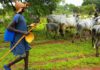 cattle fulani