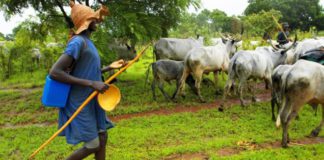 cattle fulani