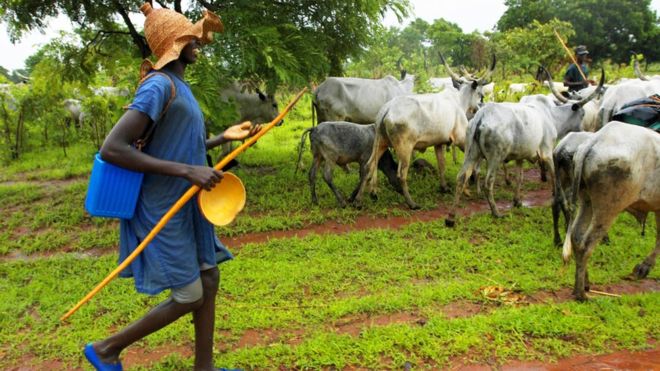 cattle fulani