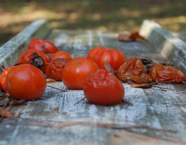 tomatoes