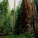 forestry commission