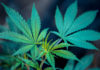 marijuana