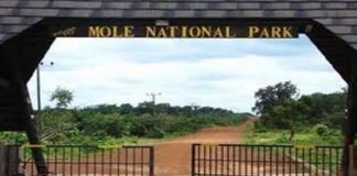 mole national park