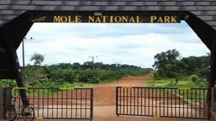 mole national park
