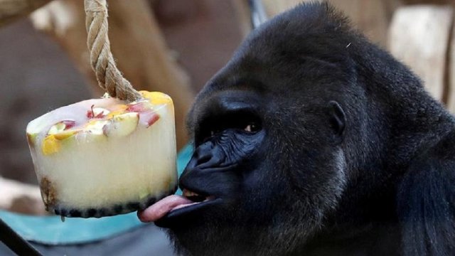 gorilla