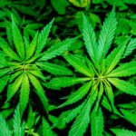 Narcotics Control Commission to regulate growth, use of cannabis