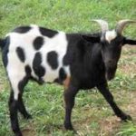 goat
