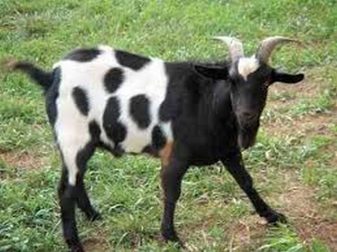 goat goat