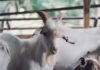 handsome goat