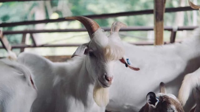 handsome goat