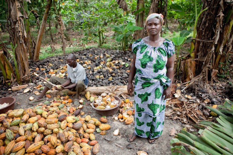 Agona West MCE fights for compensation for aggrieved cocoa farmers
