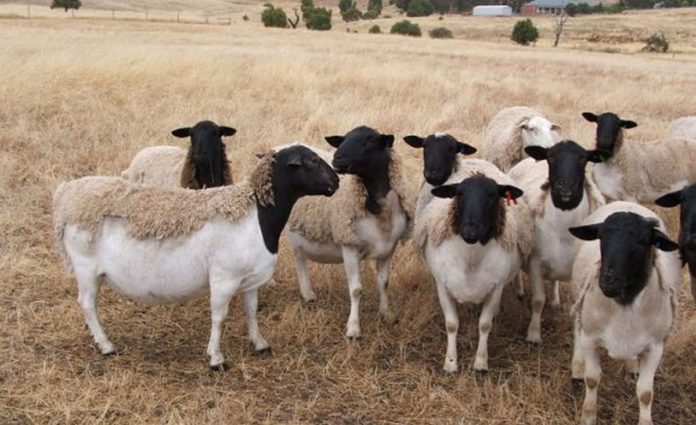 Man paraded for allegedly sleeping with sheep 52