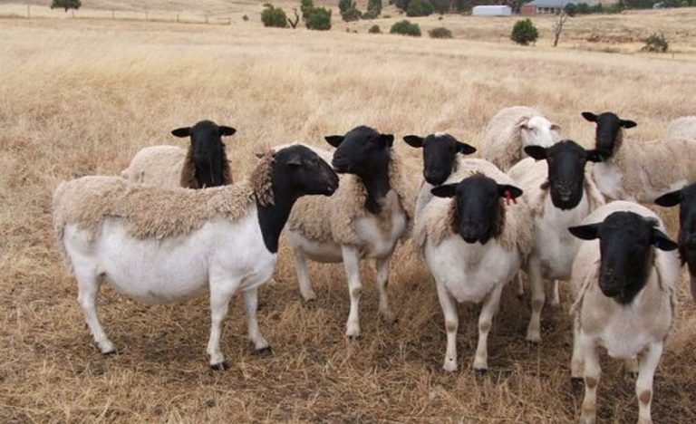 ECOWAS launches mass vaccination to curb deadly sheep and goat plague