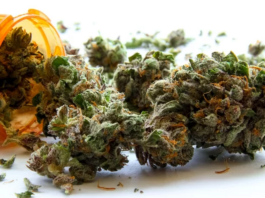 Farmer drags gov’t to Supreme Court over ‘extortionate fees’ and ‘restrictive licensing’ for industrial cannabis