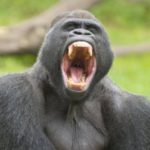Deadly parasite ‘jumped’ from gorilla to humans gorilla