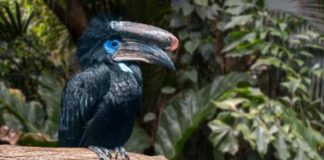 Lonely Planet says Liberia's rainforest has plenty to offer visitors