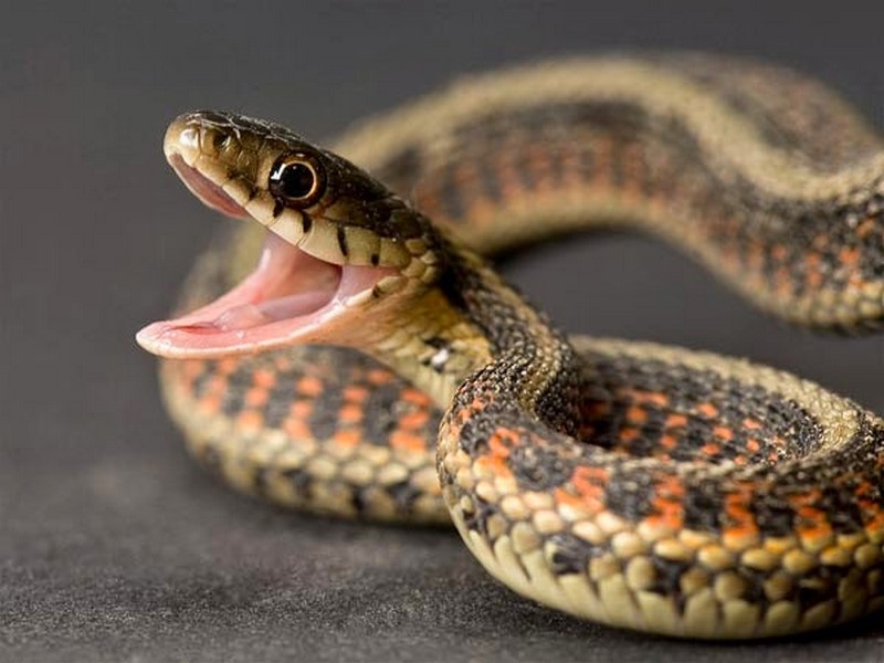 Snake slithers out of spice shelves at supermarket - Adomonline.com