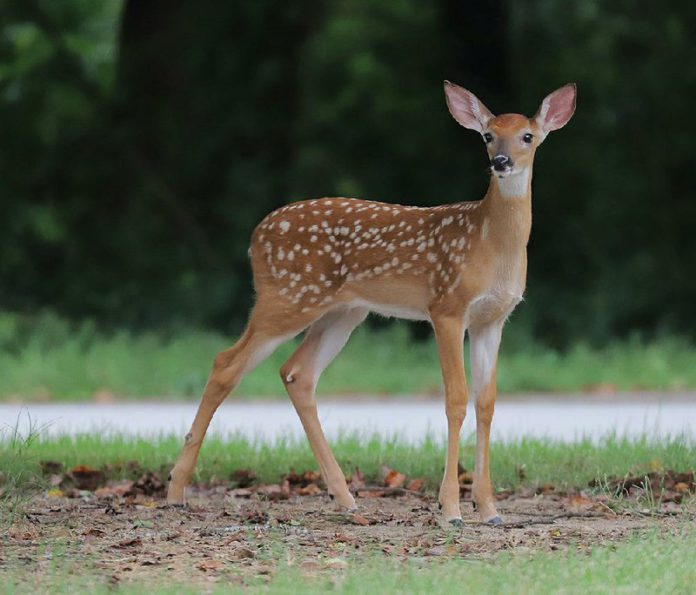 Deer