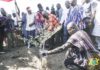 President Akufo-Addo (with a shovel) planting a tree for commencement of work on the Pwalugu Multipurpose Dam