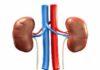 kidney