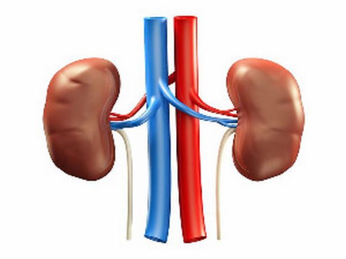 kidney