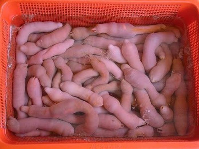 sea worms penis size