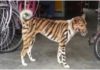 dog tiger
