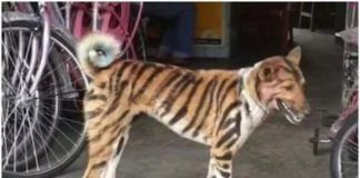 dog tiger