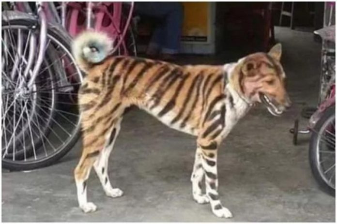 dog tiger