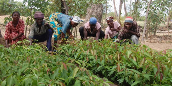 Farmers to boycott work for Agric Minister-designate's vetting 52