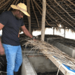 John Dumelo snail farm