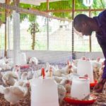 File photo of a poultry farmer