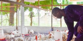 File photo of a poultry farmer