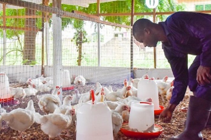 File photo of a poultry farmer