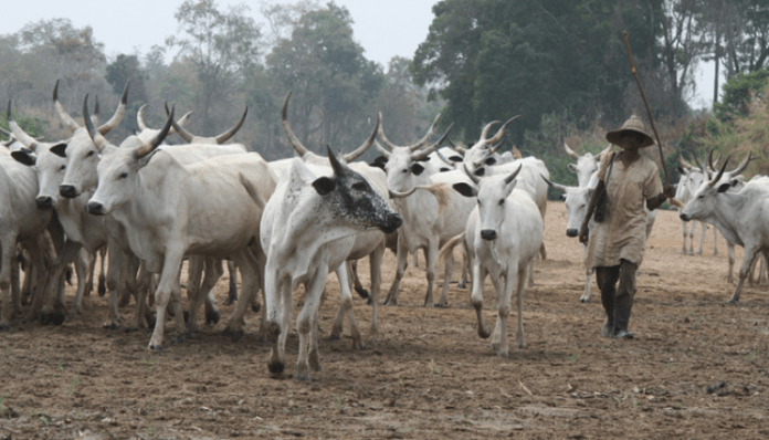 Fulani