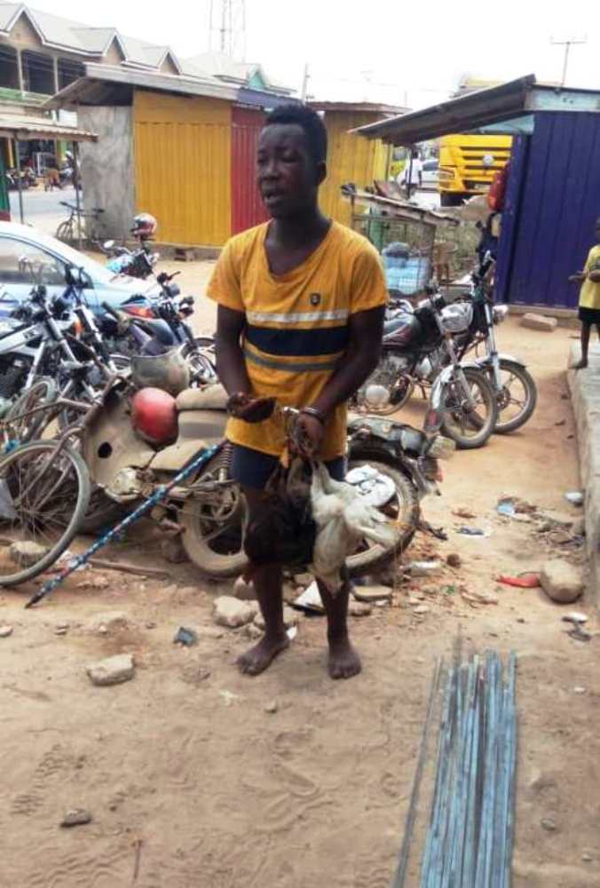 Fowl thief