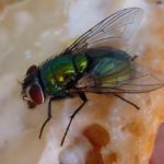 Beware! Houseflies can transmit Coronavirus – GHS (Video)