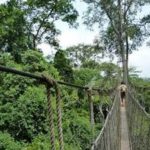 Kakum National Park records over 805,000 visitors between 2024 and 2025 Kakum National Park, Central Region