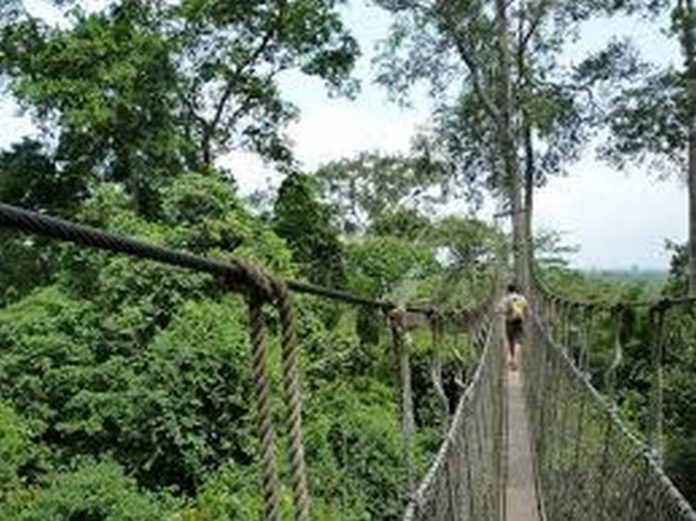 Kakum National Park, Central Region