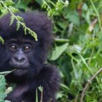 Coronavirus: Great apes on lockdown over threat of disease