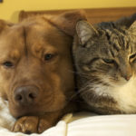 Chinese city to ban eating cats and dogs