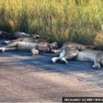 Coronavirus: Lions nap on road during lockdown