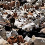 Chad repays $100m Angola debt with 75,000 cows
