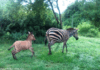 The zebra and her baby zonkey.