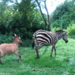 The zebra and her baby zonkey.