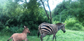 The zebra and her baby zonkey.