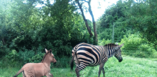 The zebra and her baby zonkey.